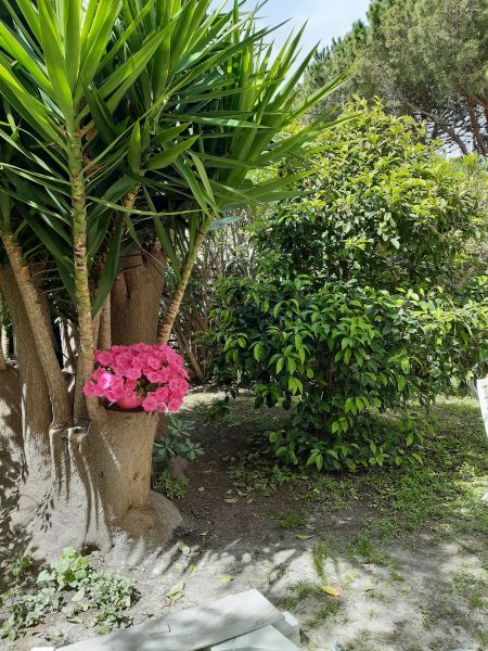 photo 10 Location entre particuliers La Seyne sur Mer appartement Provence-Alpes-Cte d'Azur Var Jardin