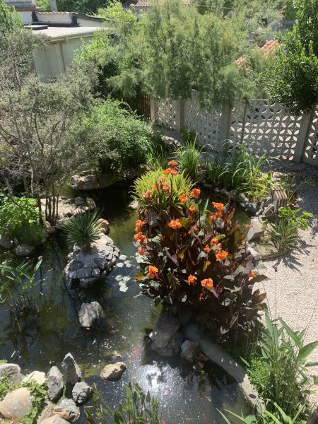 photo 28 Location entre particuliers Saint Cyprien gite Languedoc-Roussillon Pyrnes-Orientales Jardin