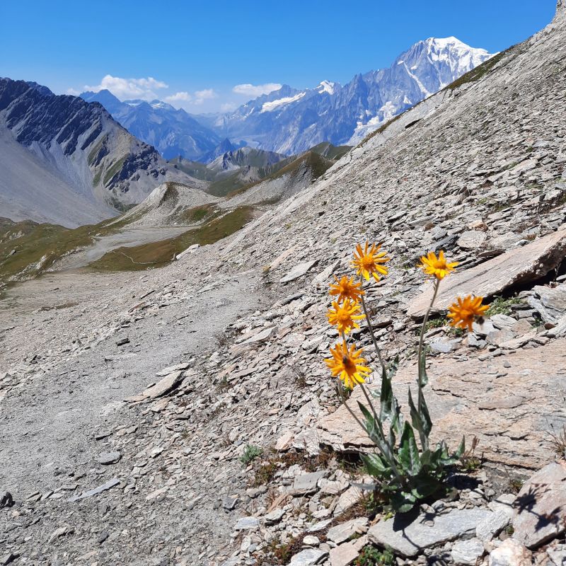 photo 20 Location entre particuliers Courmayeur appartement Val-d'Aoste Aoste (province d') Vue autre