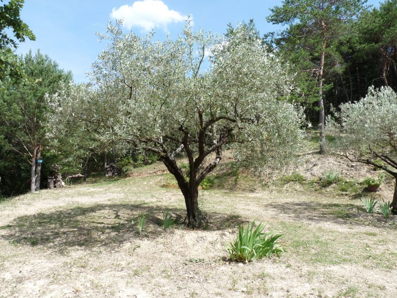 photo 6 Location entre particuliers Buis les Baronnies villa Rhne-Alpes Drme Jardin