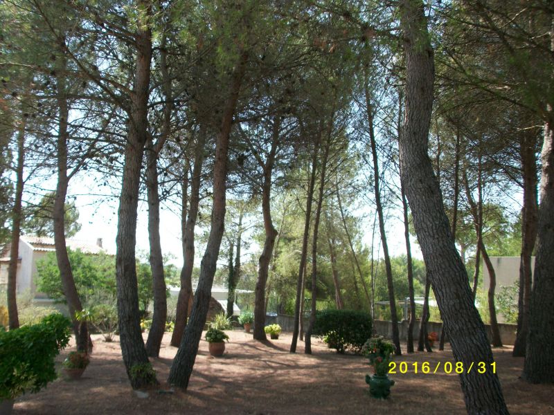 photo 23 Location entre particuliers Montpellier gite Languedoc-Roussillon Hrault Jardin