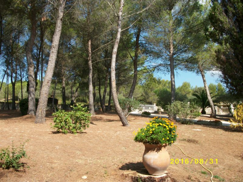 photo 24 Location entre particuliers Montpellier gite Languedoc-Roussillon Hrault Jardin