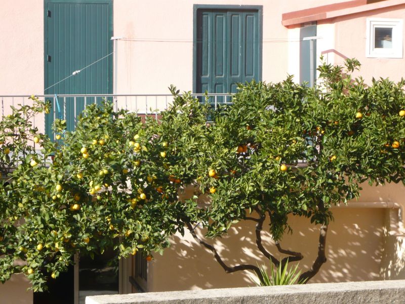 photo 11 Location entre particuliers Collioure appartement Languedoc-Roussillon Pyrnes-Orientales