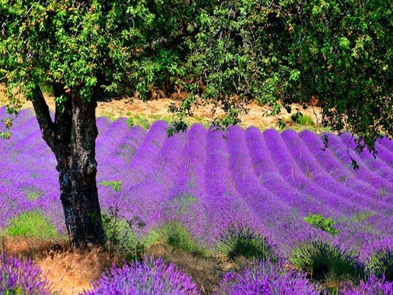 photo 16 Location entre particuliers Banon gite Provence-Alpes-Cte d'Azur Alpes de Haute-Provence