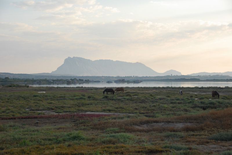 photo 19 Location entre particuliers San Teodoro appartement Sardaigne Olbia Tempio (province de) Vue  proximit