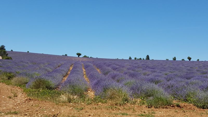 photo 22 Location entre particuliers Caromb studio Provence-Alpes-Cte d'Azur Vaucluse Vue extrieure de la location