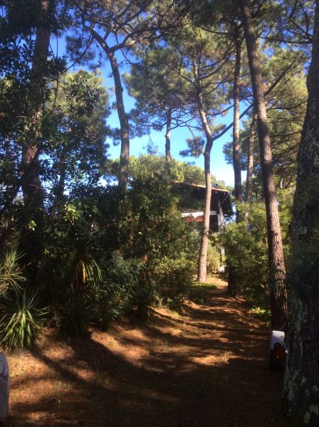 photo 25 Location entre particuliers Cap Ferret villa Aquitaine Gironde Jardin