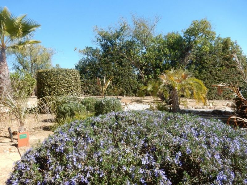 photo 20 Location entre particuliers Carvoeiro gite Algarve  Jardin