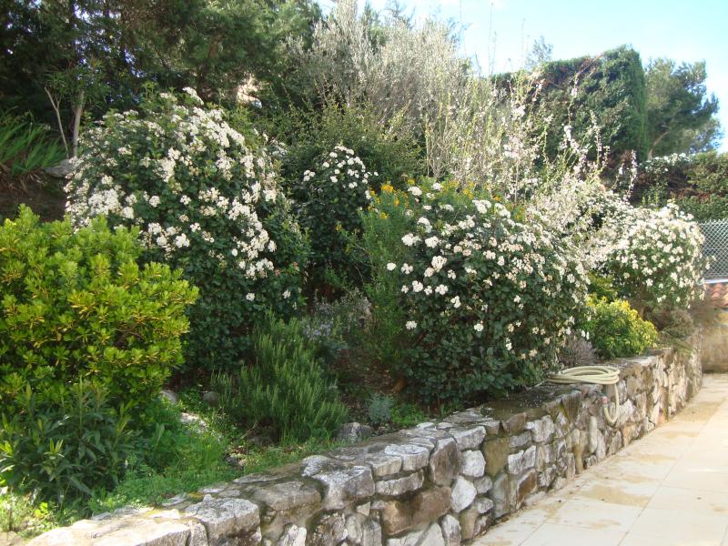 photo 16 Location entre particuliers Cassis villa Provence-Alpes-Cte d'Azur Bouches du Rhne Jardin